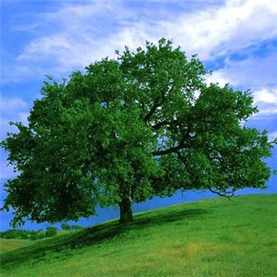 开元棋棋牌388ccvod官网版截图